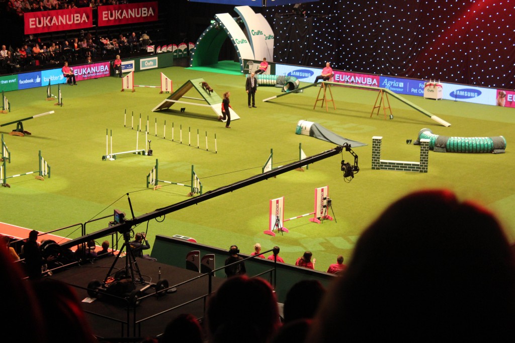 The Agility Championships