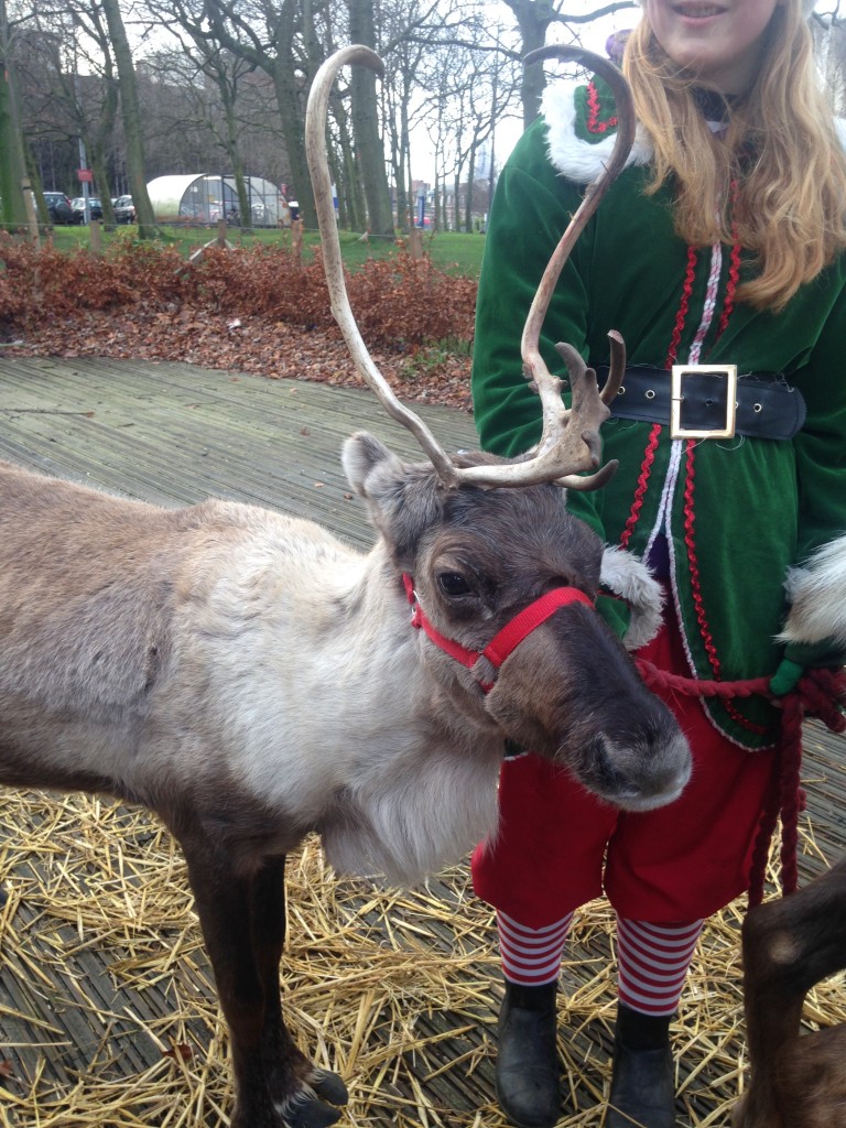 reindeer christmas guild