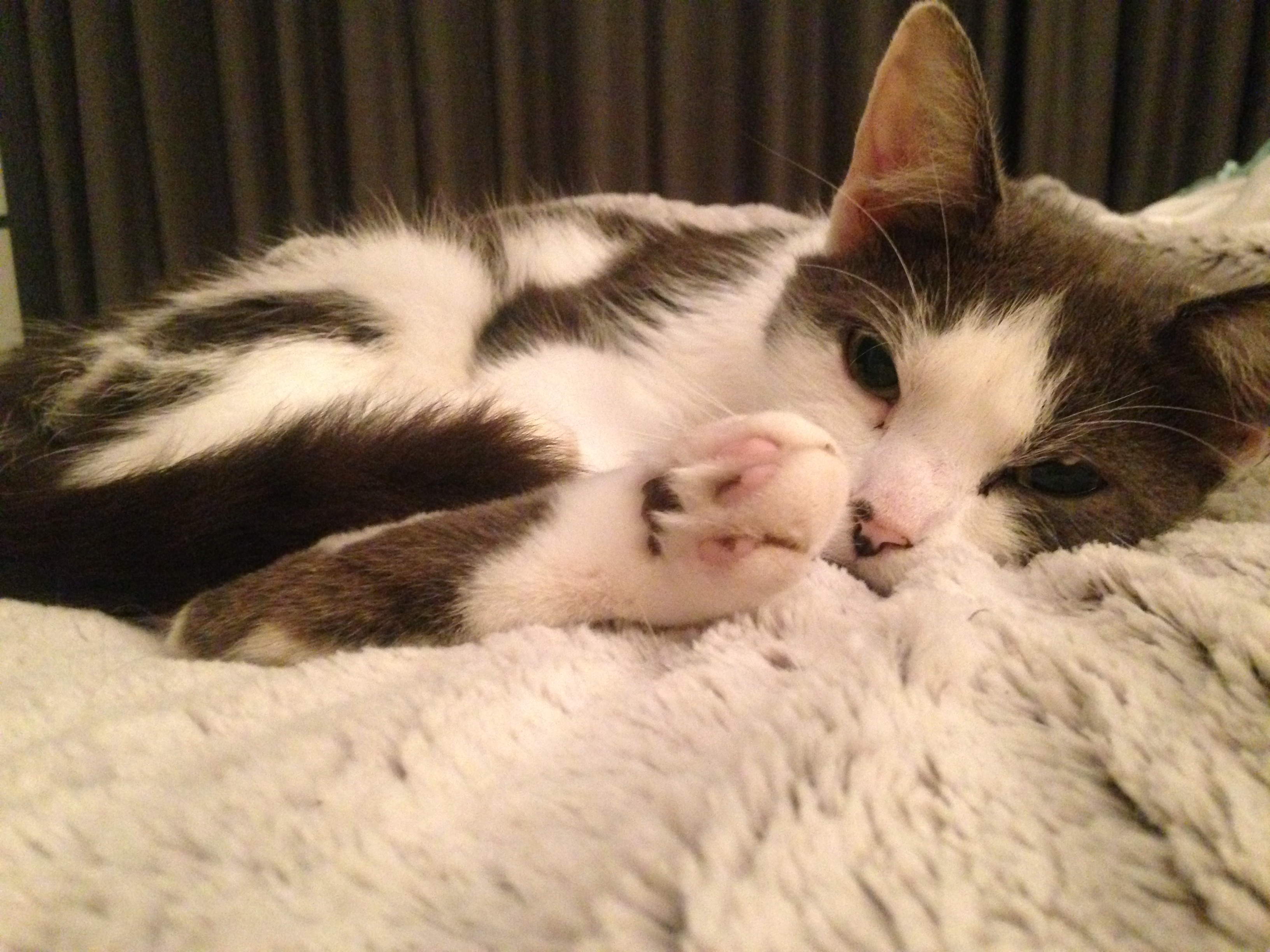cat