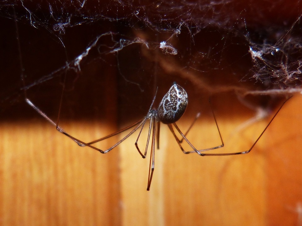 spider