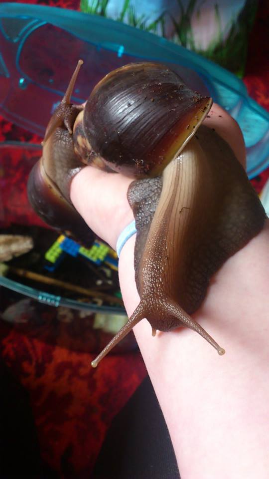 Don't tell me Marilyn and Colombo the giant African land snails aren't on the guest-list