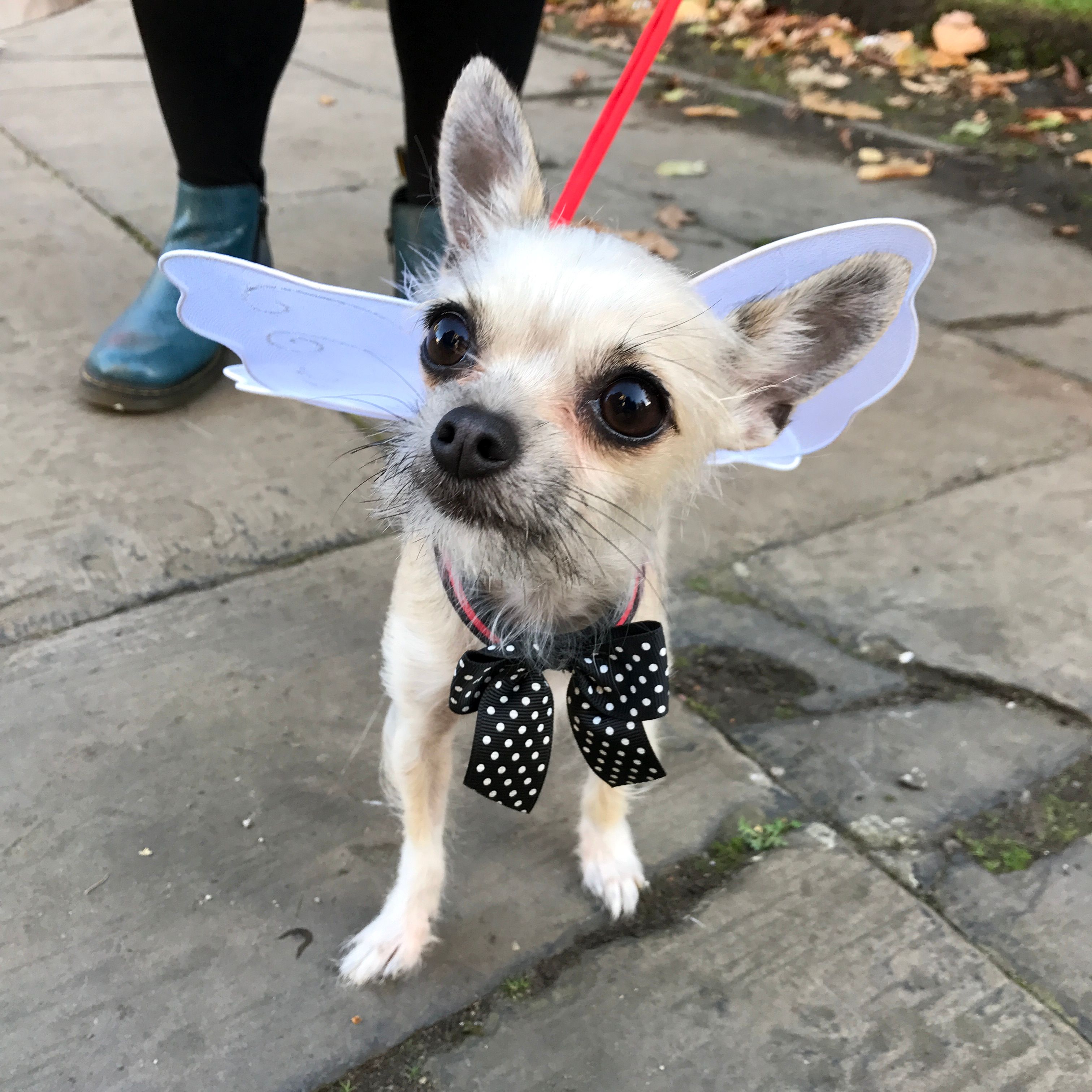 Image may contain: Pet, Mammal, Dog, Chihuahua, Canine, Animal