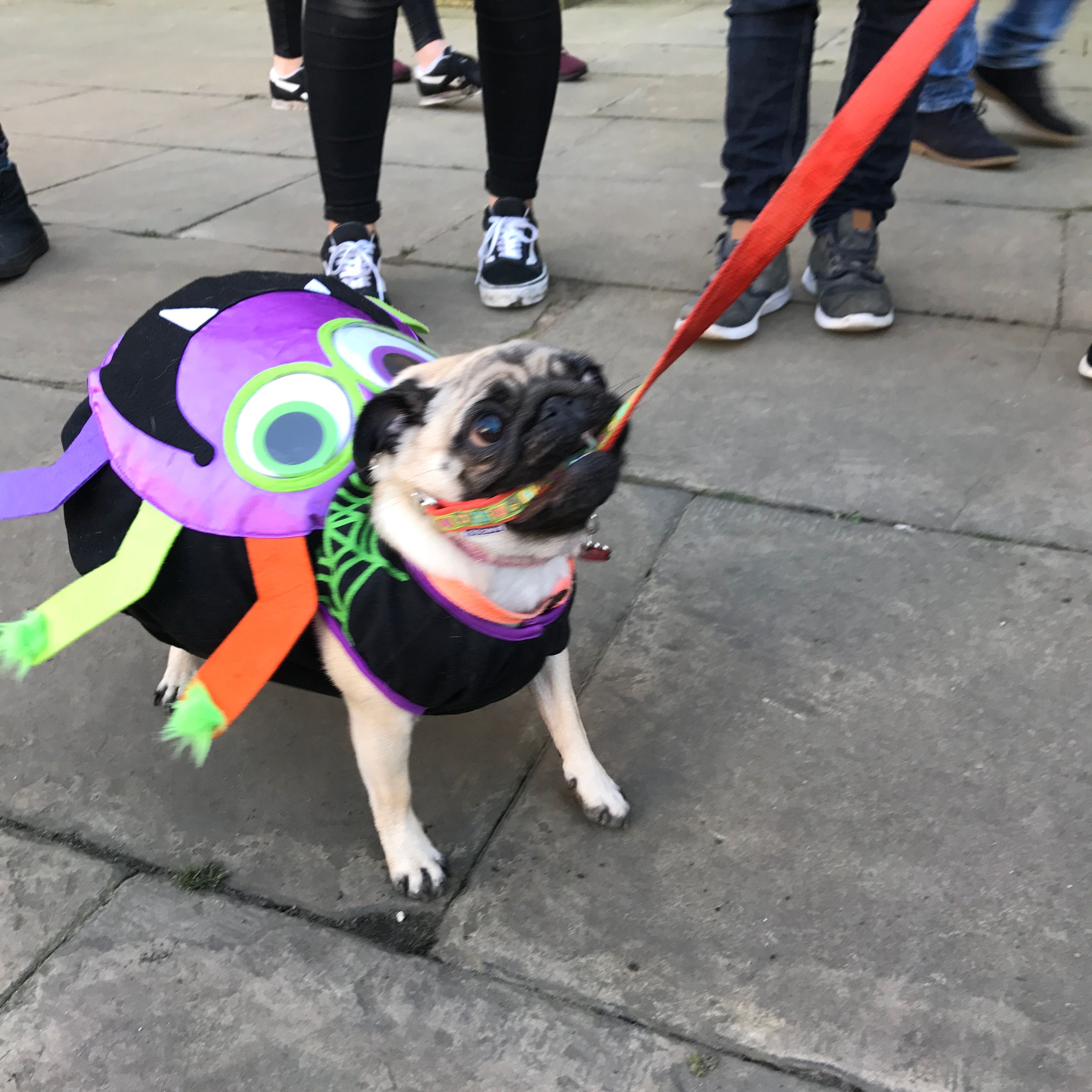 Image may contain: Strap, Leash, Human, Person, People, Pug, Pet, Mammal, Dog, Canine, Animal