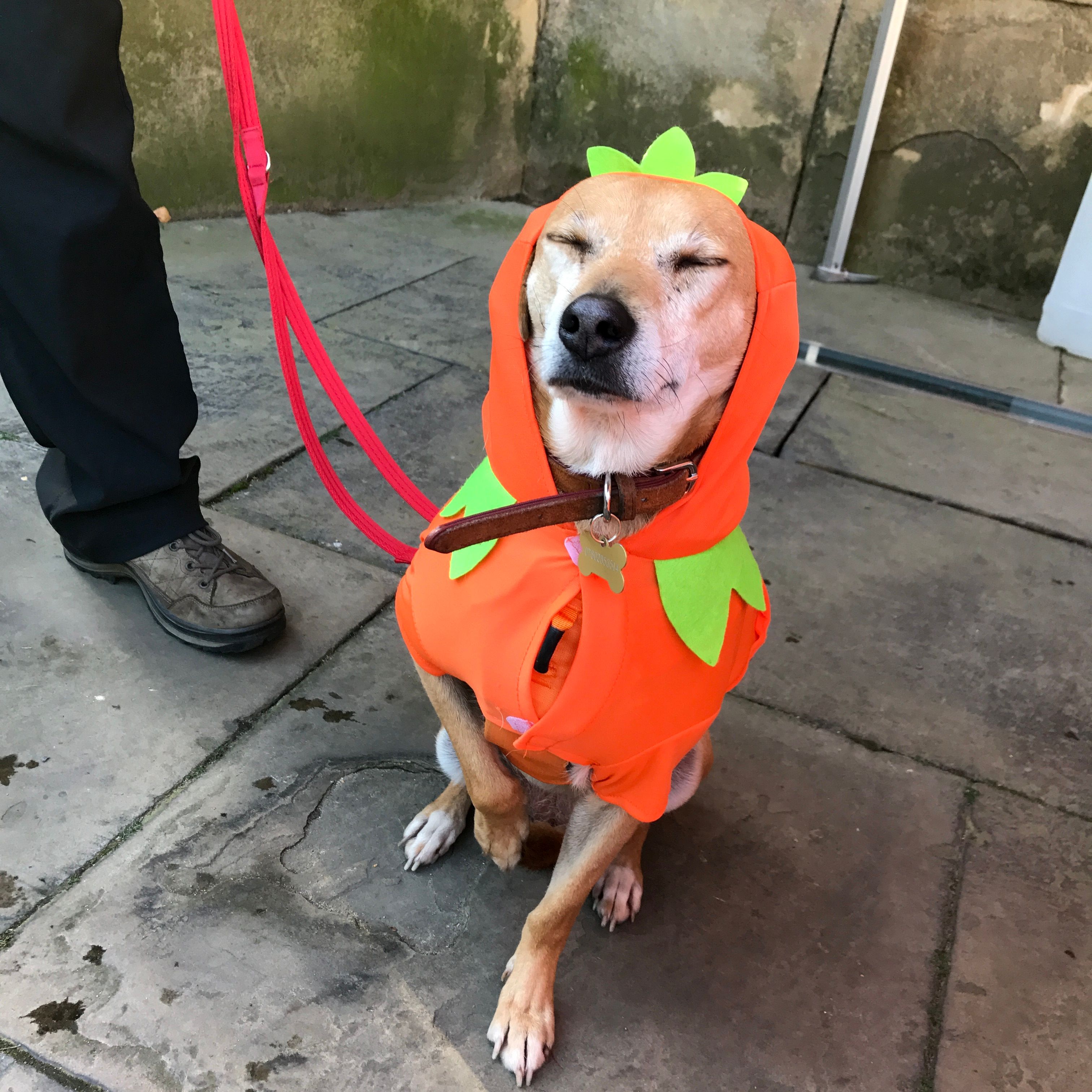 Image may contain: Vest, Lifejacket, Pet, Mammal, Hound, Dog, Canine, Beagle, Animal, Human, Person, People