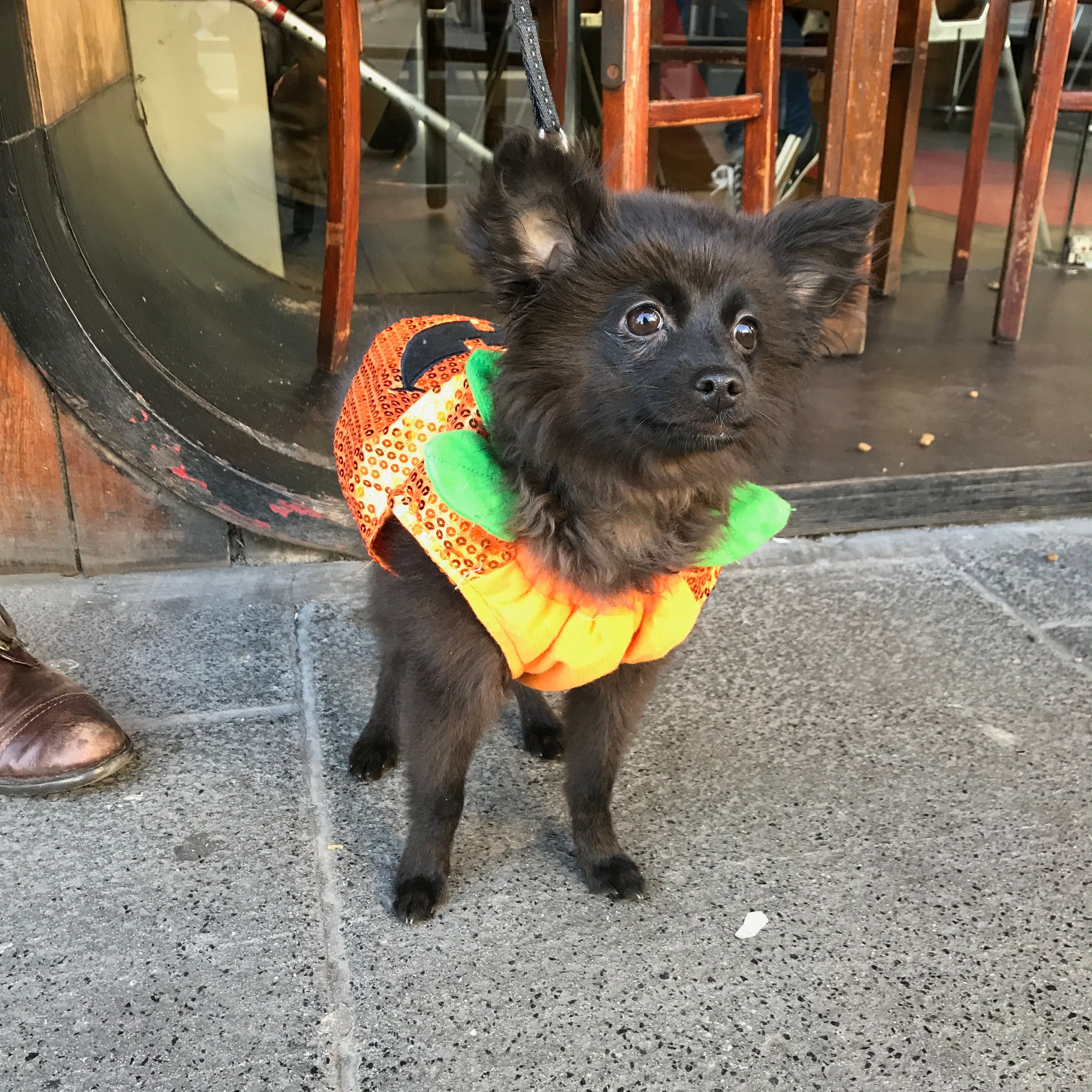 Image may contain: Adorable, Pet, Mammal, Dog, Canine, Animal, Affenpinscher