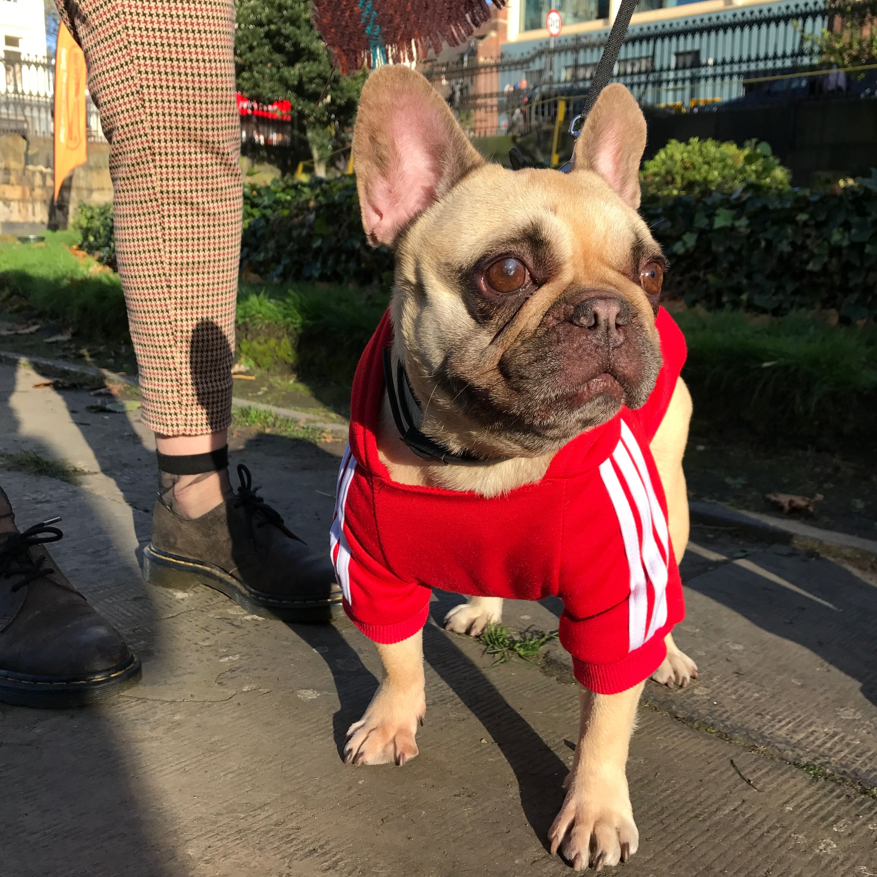 Image may contain: Potted Plant, Plant, Pet, Mammal, French Bulldog, Dog, Canine, Bulldog, Animal