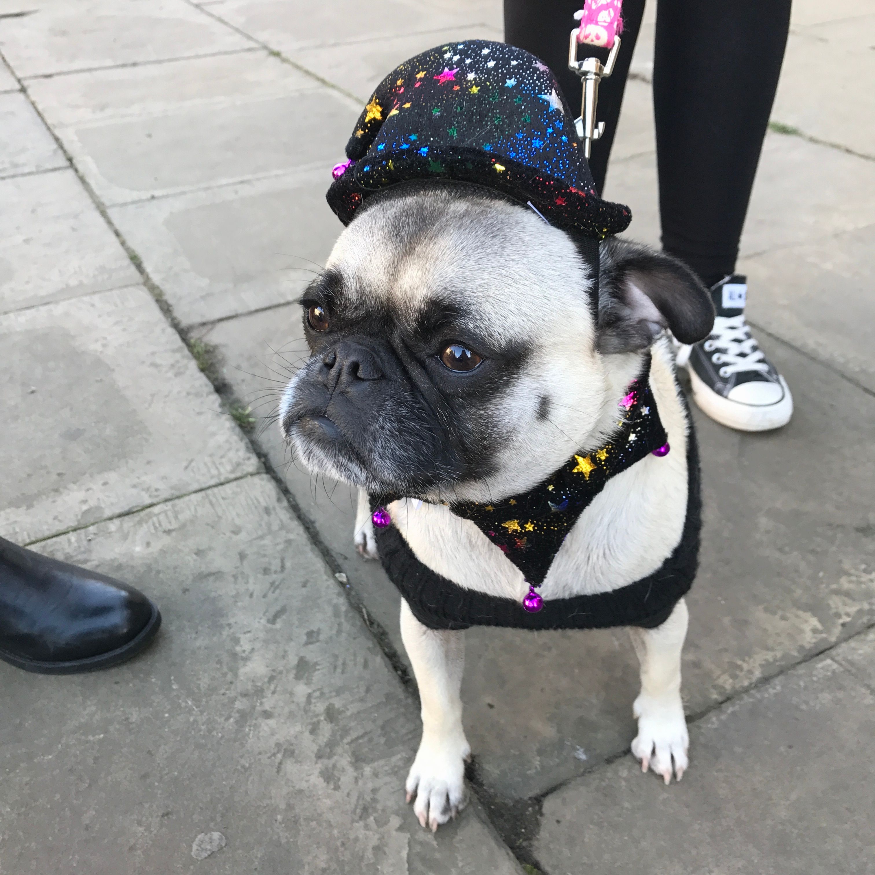 Image may contain: Pug, Pet, Mammal, Dog, Canine, Animal, Shoe, Footwear