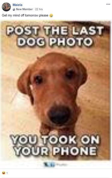 Image may contain: Pet, Mammal, Hound, Dog, Canine, Animal