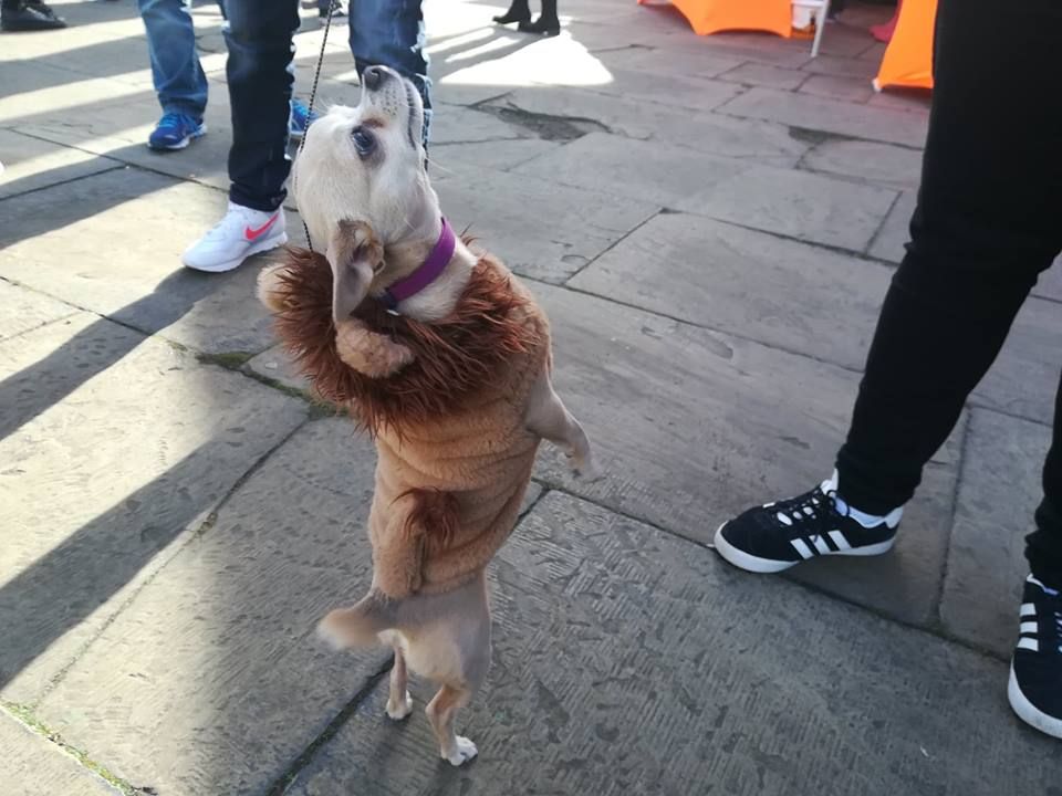 Image may contain: Animal, Shoe, Footwear, Clothing