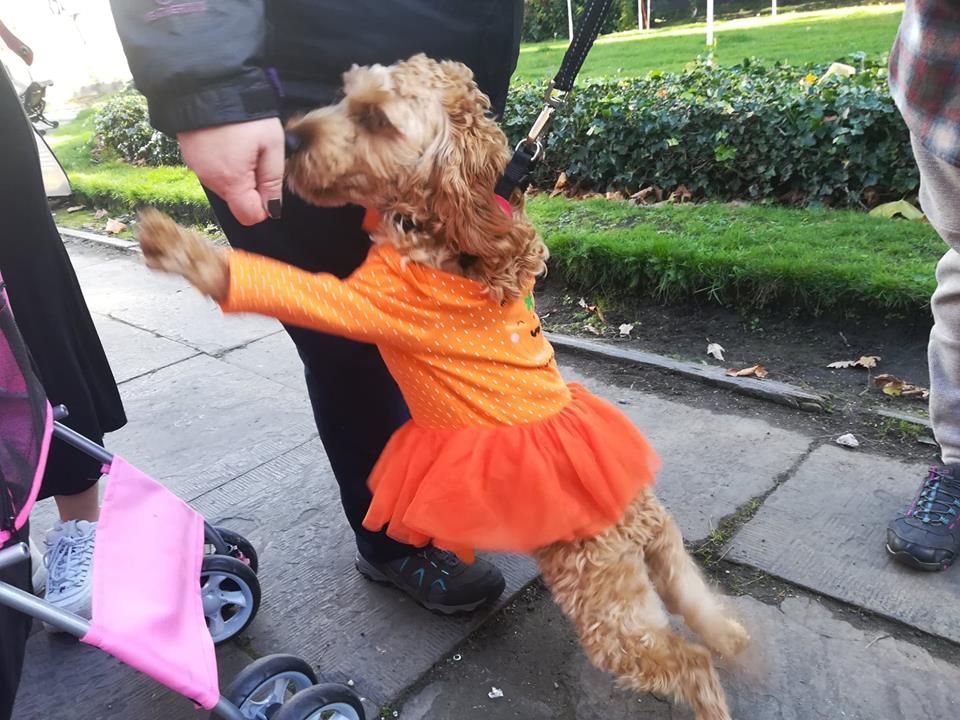 Image may contain: Barefoot, Poodle, Terrier, Pet, Mammal, Dog, Canine, Animal, Airedale, Stroller, Person, People, Human