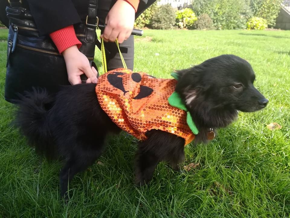 Image may contain: Newfoundland, Terrier, Airedale, Spaniel, Pet, Mammal, Dog, Cocker Spaniel, Canine, Animal