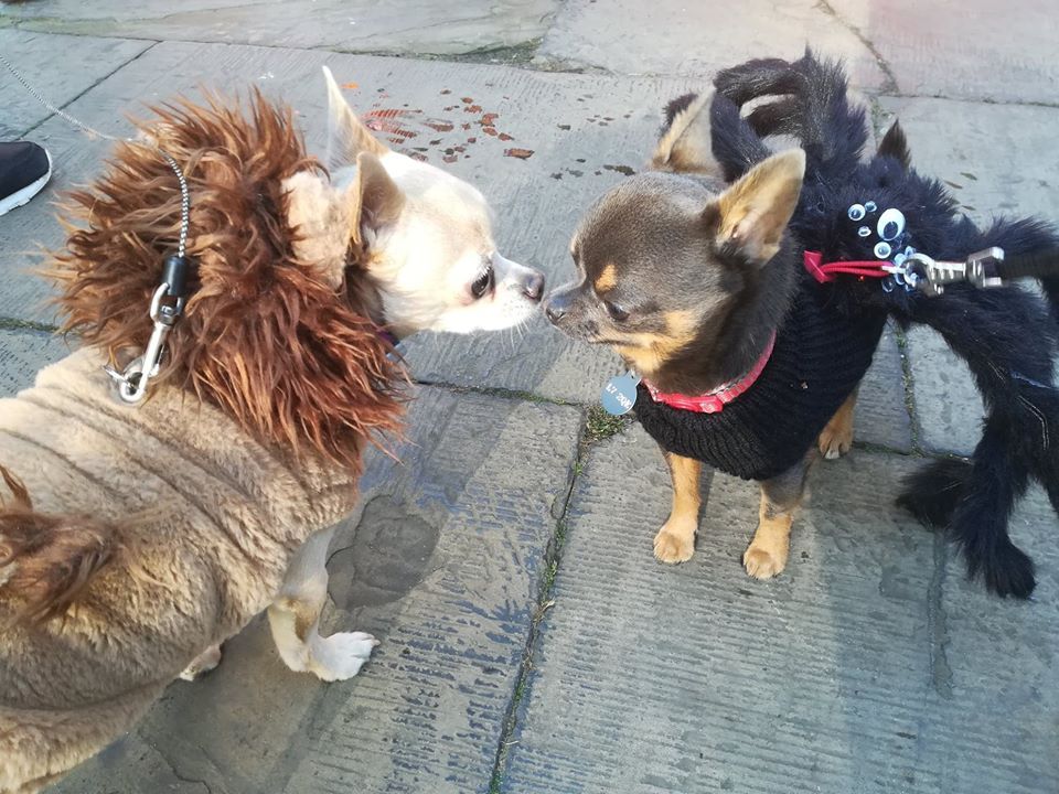 Image may contain: Pet, Mammal, Dog, Chihuahua, Canine, Animal