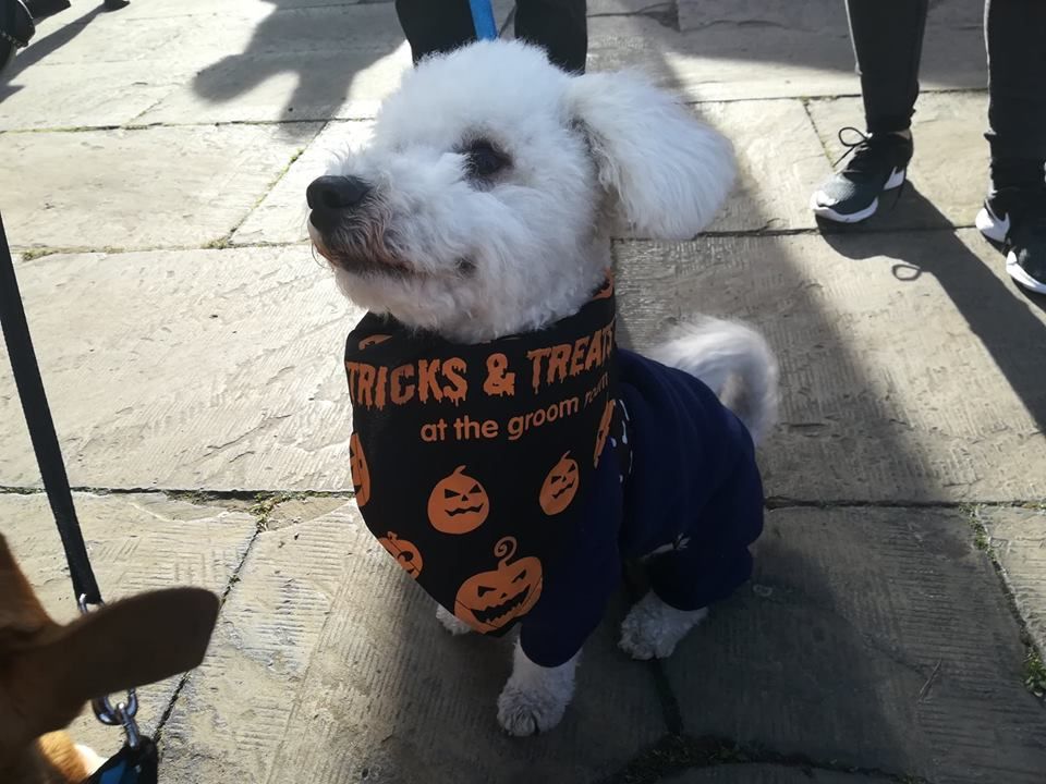 Image may contain: Poodle, Pet, Mammal, Dog, Canine, Animal