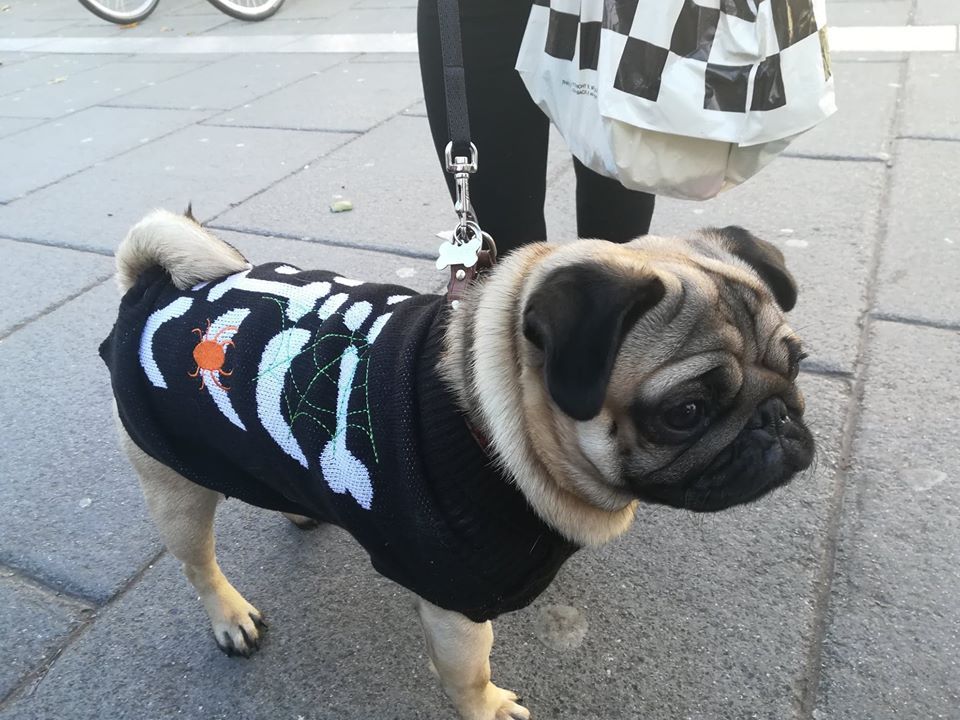 Image may contain: Pug, Pet, Mammal, Dog, Canine, Animal