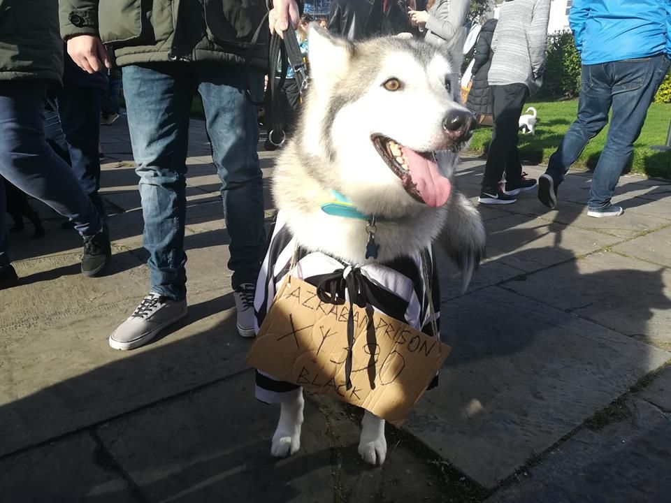 Image may contain: Shoe, Footwear, Clothing, Boot, Walking, Leisure Activities, Pet, Mammal, Husky, Dog, Canine, Animal, Person, People, Human
