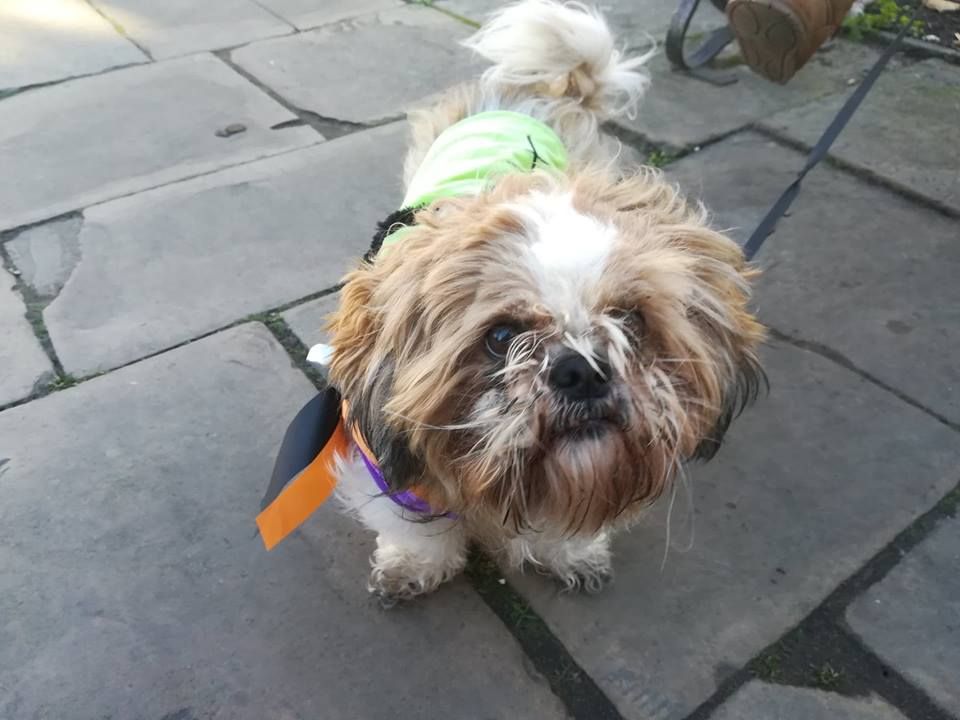 Image may contain: Terrier, Pet, Mammal, Dog, Canine, Animal