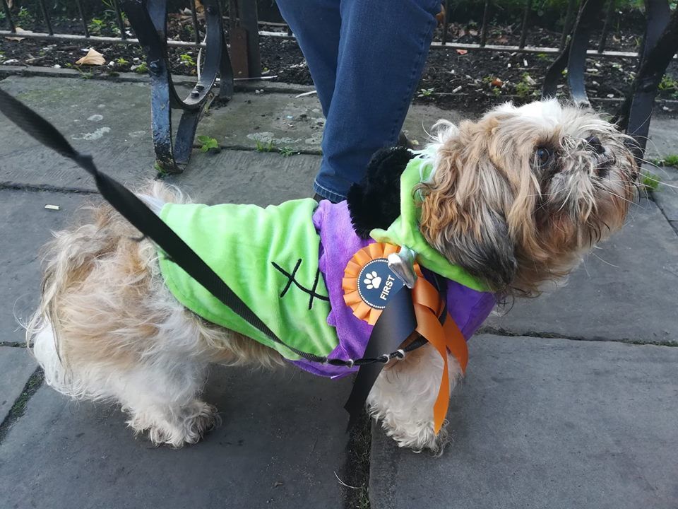 Image may contain: Terrier, Pet, Mammal, Dog, Canine, Animal
