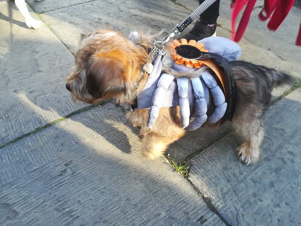 Image may contain: Terrier, Pet, Mammal, Dog, Canine, Animal