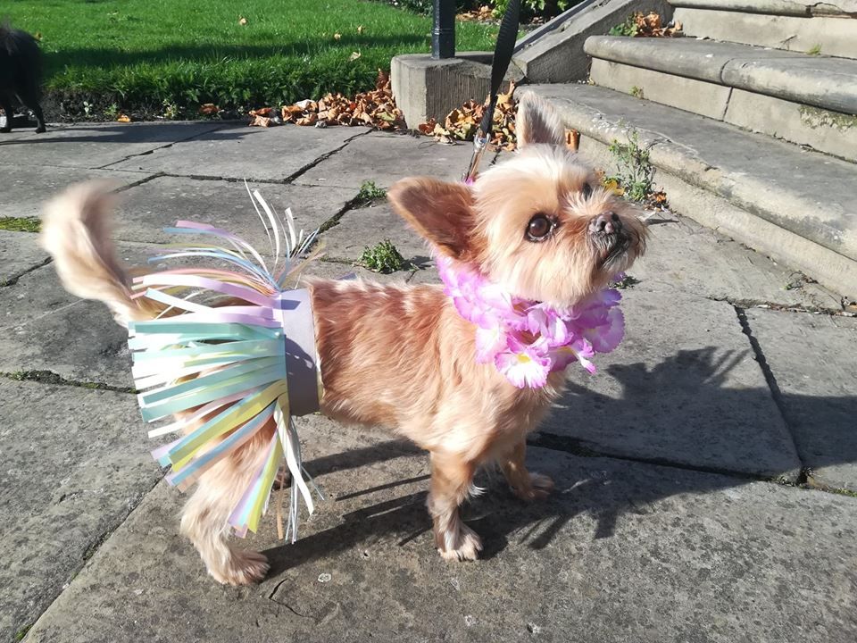 Image may contain: Terrier, Pet, Mammal, Dog, Canine, Animal