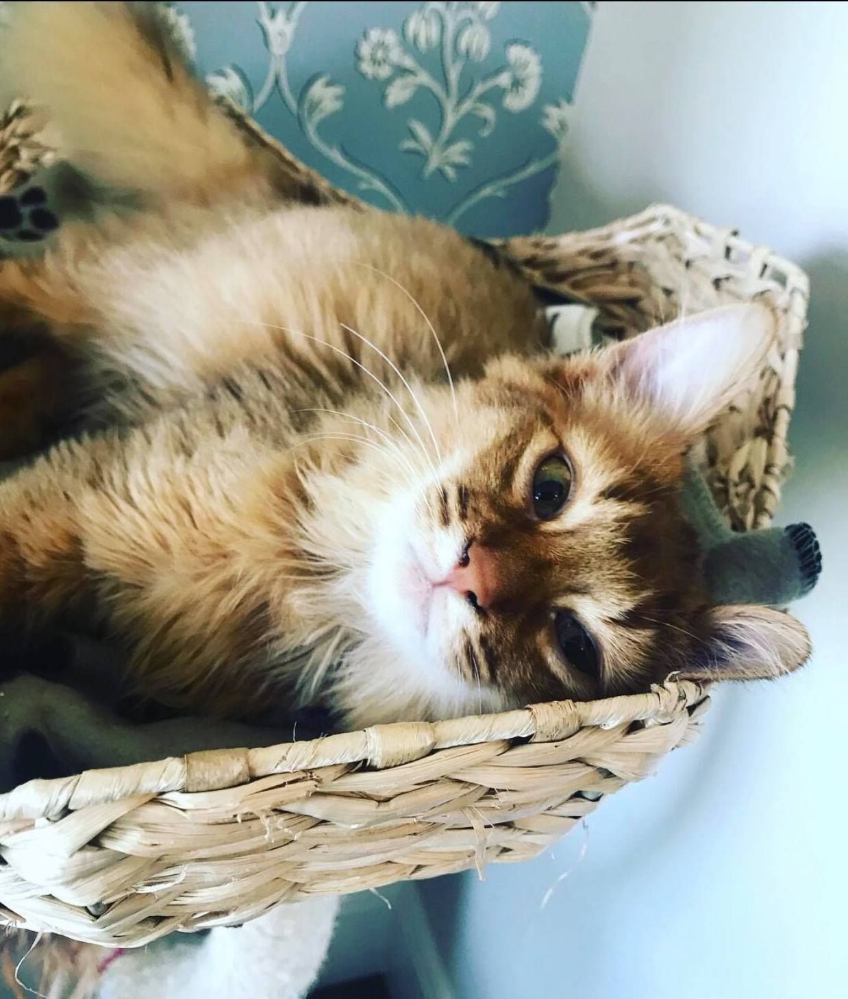 Image may contain: Furniture, Basket, Mammal, Pet, Cat, Animal