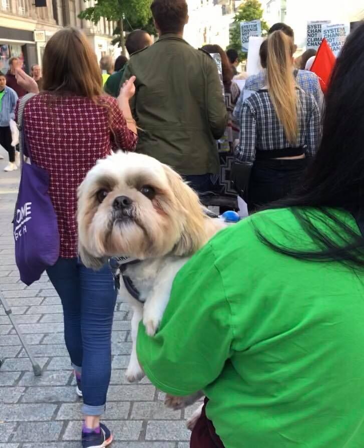 Image may contain: Pet, Female, Animal, Mammal, Canine, Path, Face, Costume, Pedestrian, Crowd, Footwear, Shoe, Apparel, Clothing, Human, Person