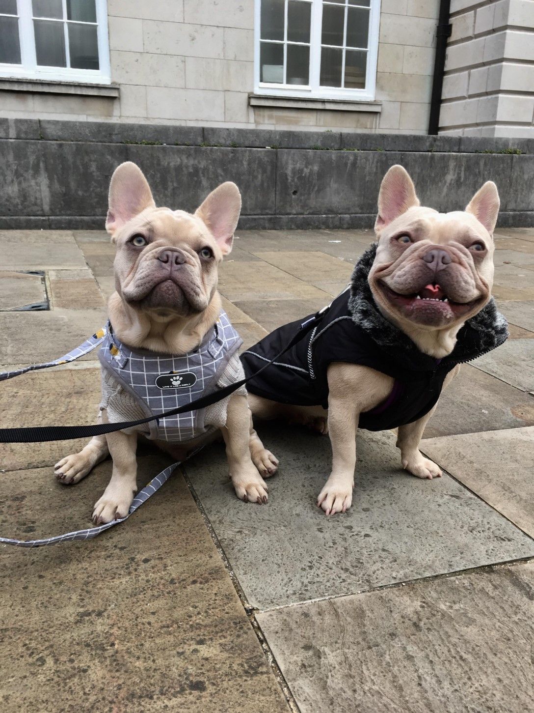 Image may contain: Animal, Canine, Pet, Mammal, French Bulldog, Dog, Bulldog