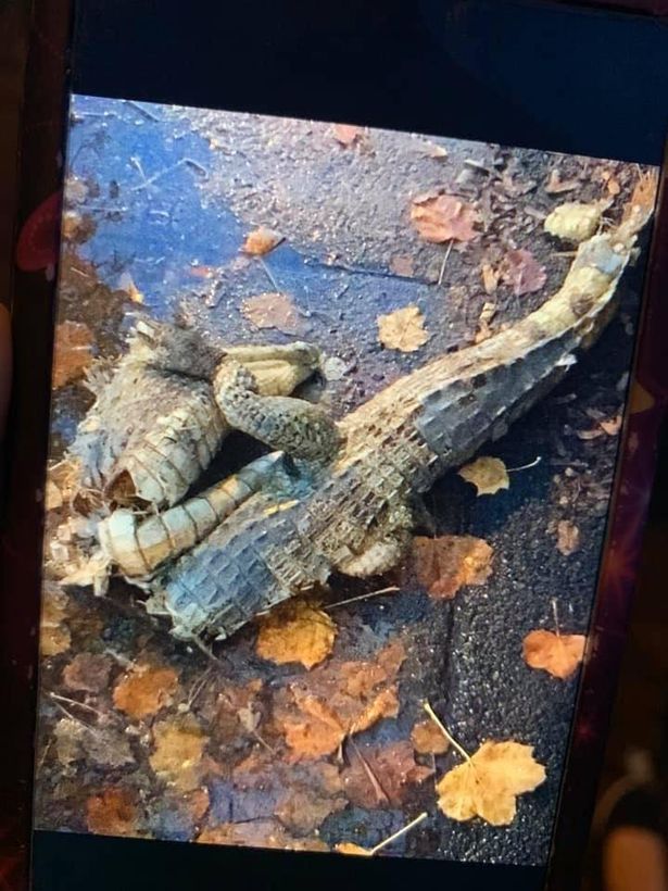 Image may contain: Rock, Soil, Reptile, Animal, Wood