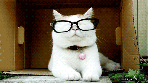 hipster cat