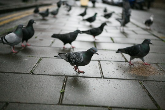 Tavistock square. Photo: Jonas Ekblom/The Tab