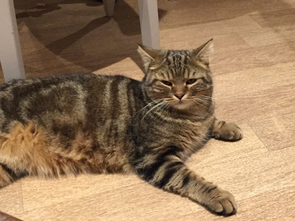 He doesn't look like a happy kitty