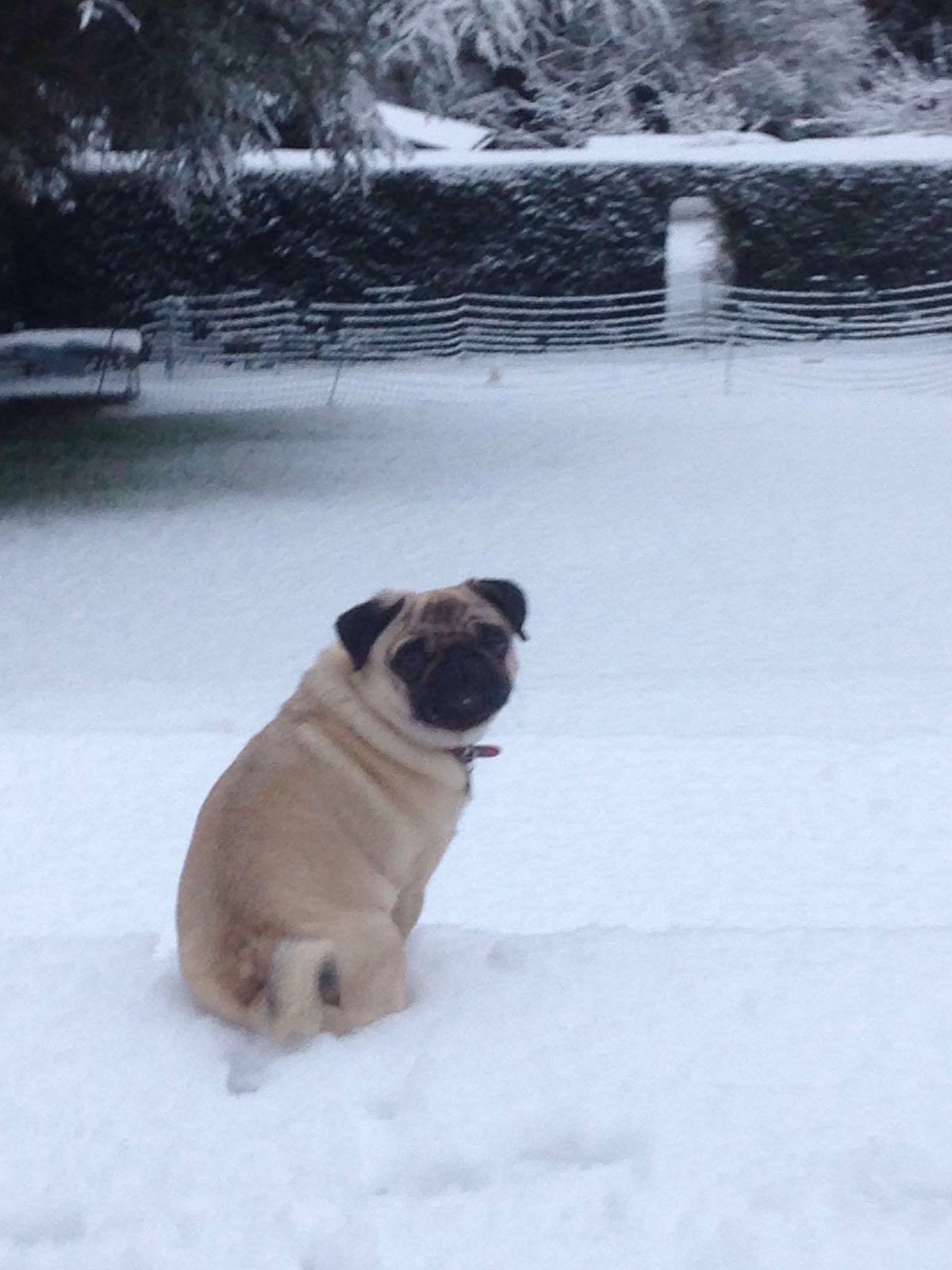 Even Surrey got a sniff of the white stuff