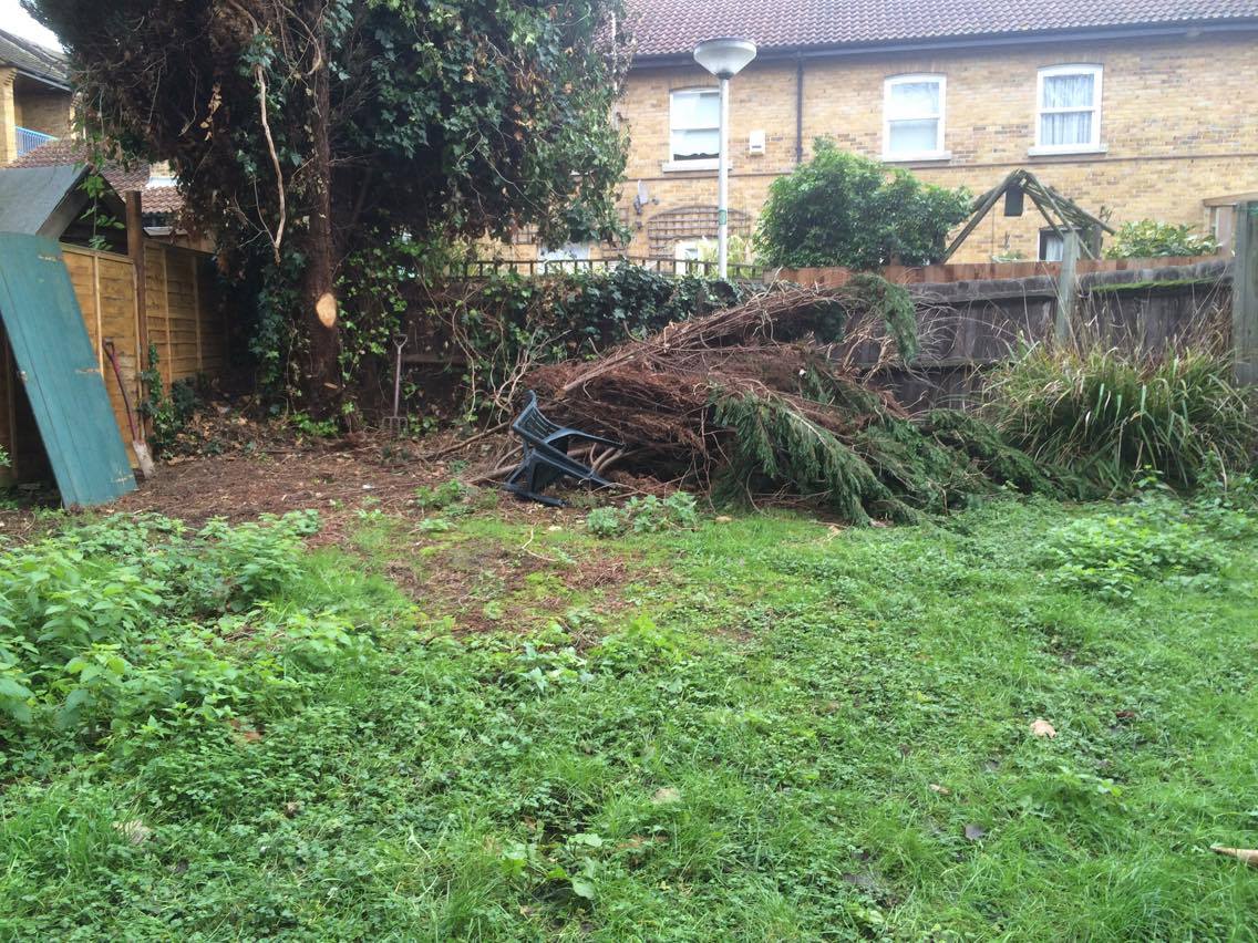 My back-garden...