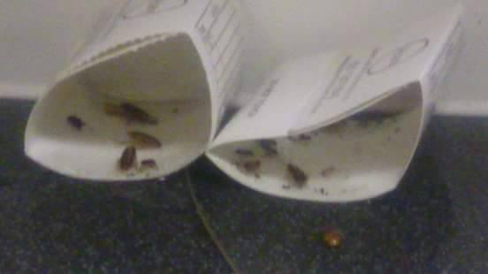 The infestation has been very bad