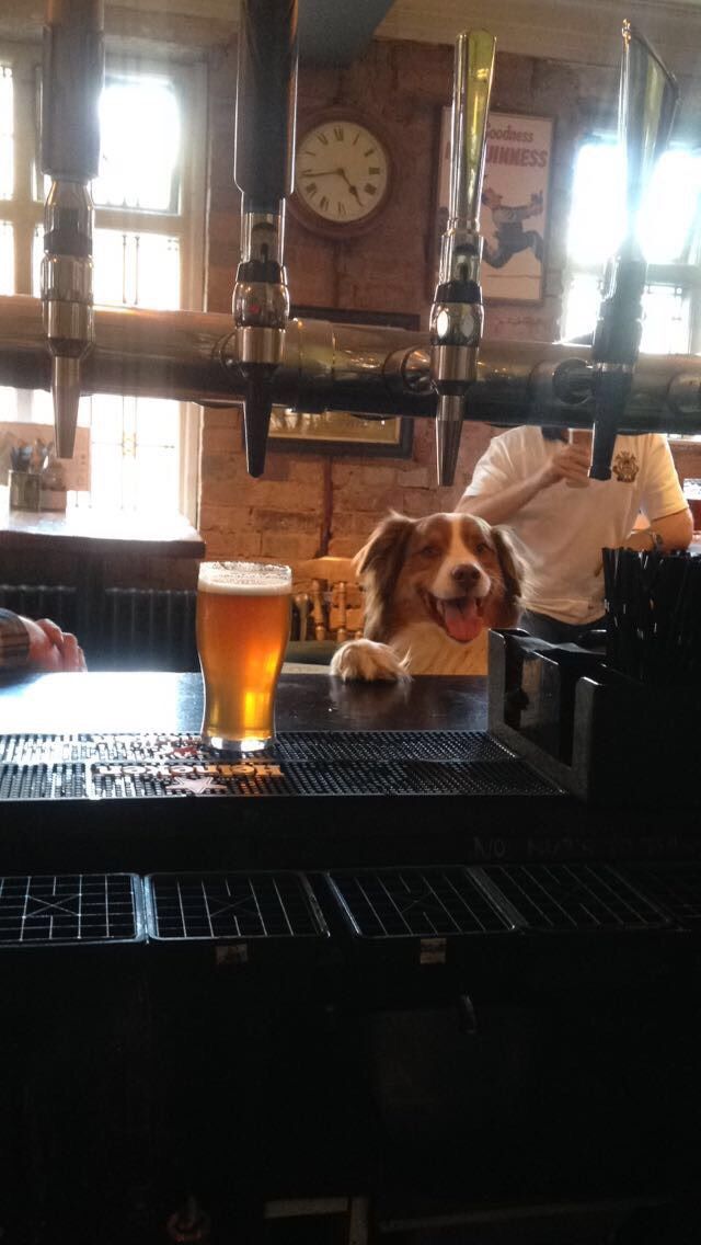 Image may contain: Spaniel, Cocker Spaniel, Restaurant, Cafe, Pet, Mammal, Hound, Dog, Canine, Beagle, Animal