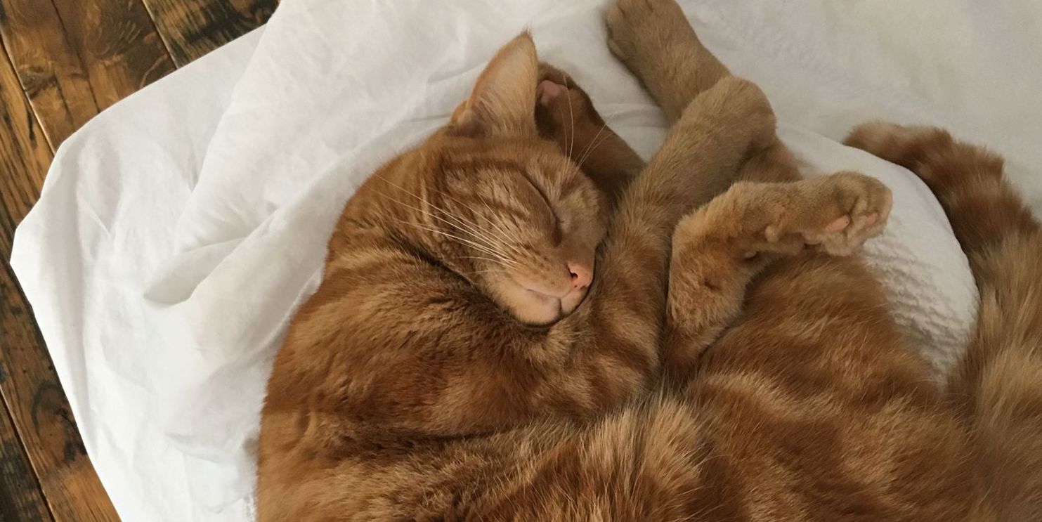 Image may contain: Kitten, Blanket, Abyssinian, Sleeping, Asleep, Pillow, Cushion, Furniture, Mammal, Pet, Animal, Cat