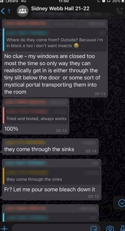Screenshot of silverfish infestation discussion in a Whatsapp group chat