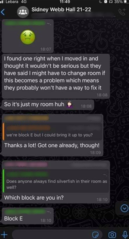 Screenshot of silverfish infestation discussion in a Whatsapp group chat