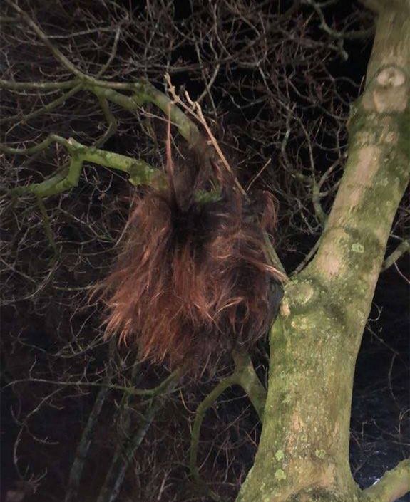 Image may contain: Sloth, Wildlife, Tree, Mammal, Animal, Plant