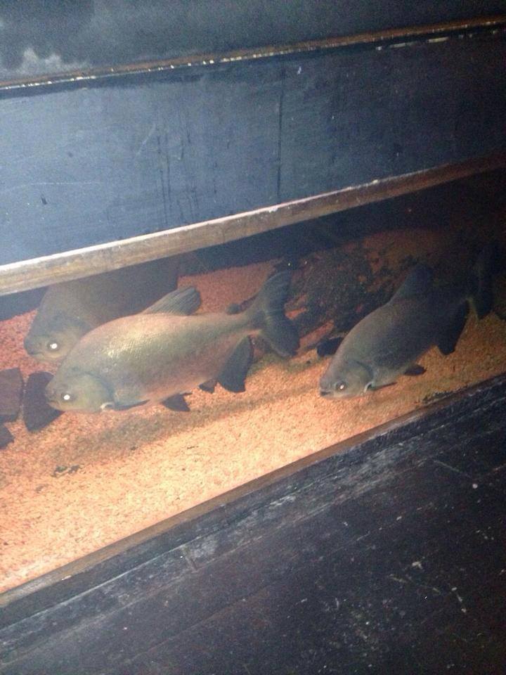 Orange Rooms fish 2