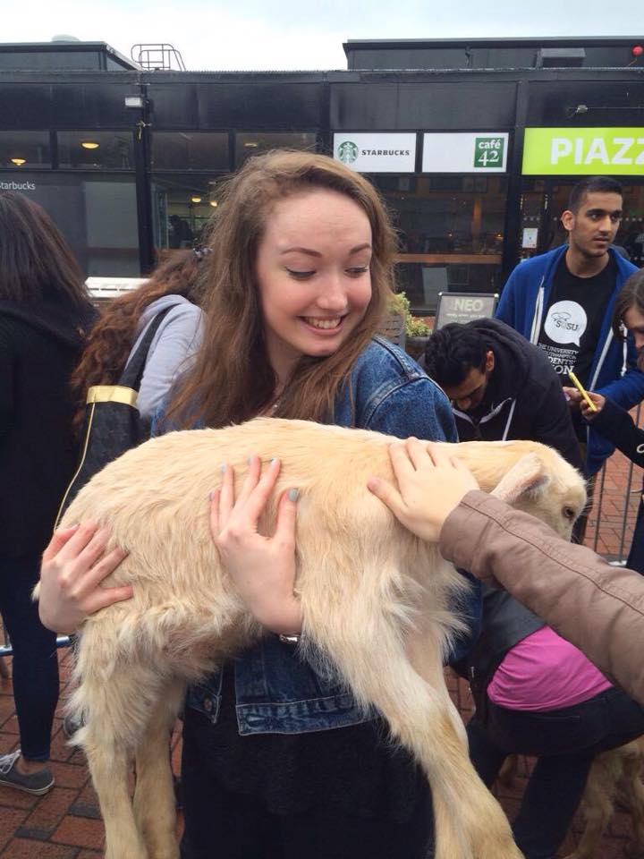 Petting zoo 10