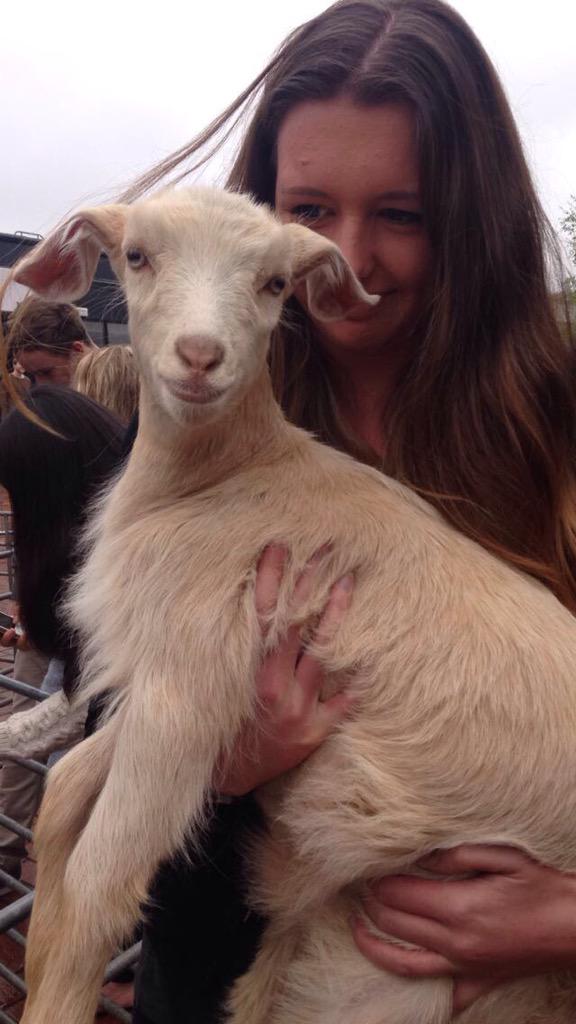 Petting zoo 4