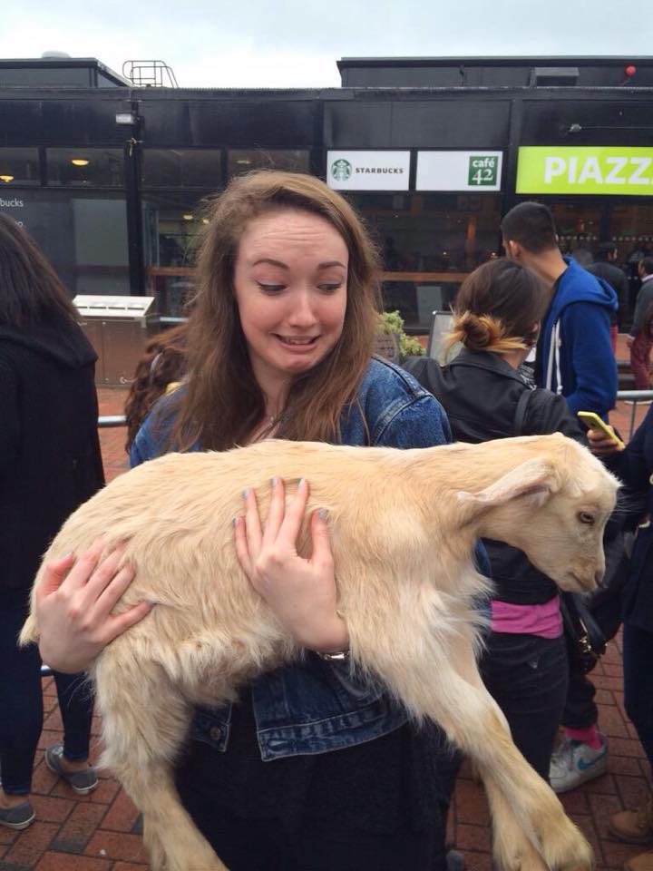 Petting zoo 9