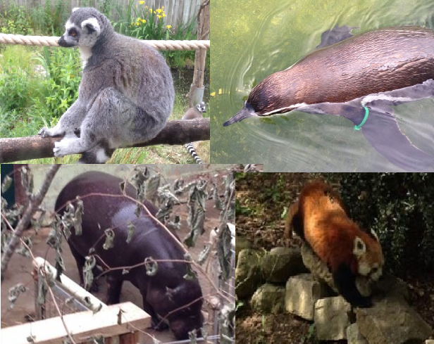 zoo