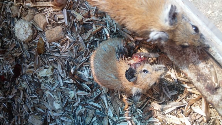This rodent with an open wound did not receive any medical treatment 