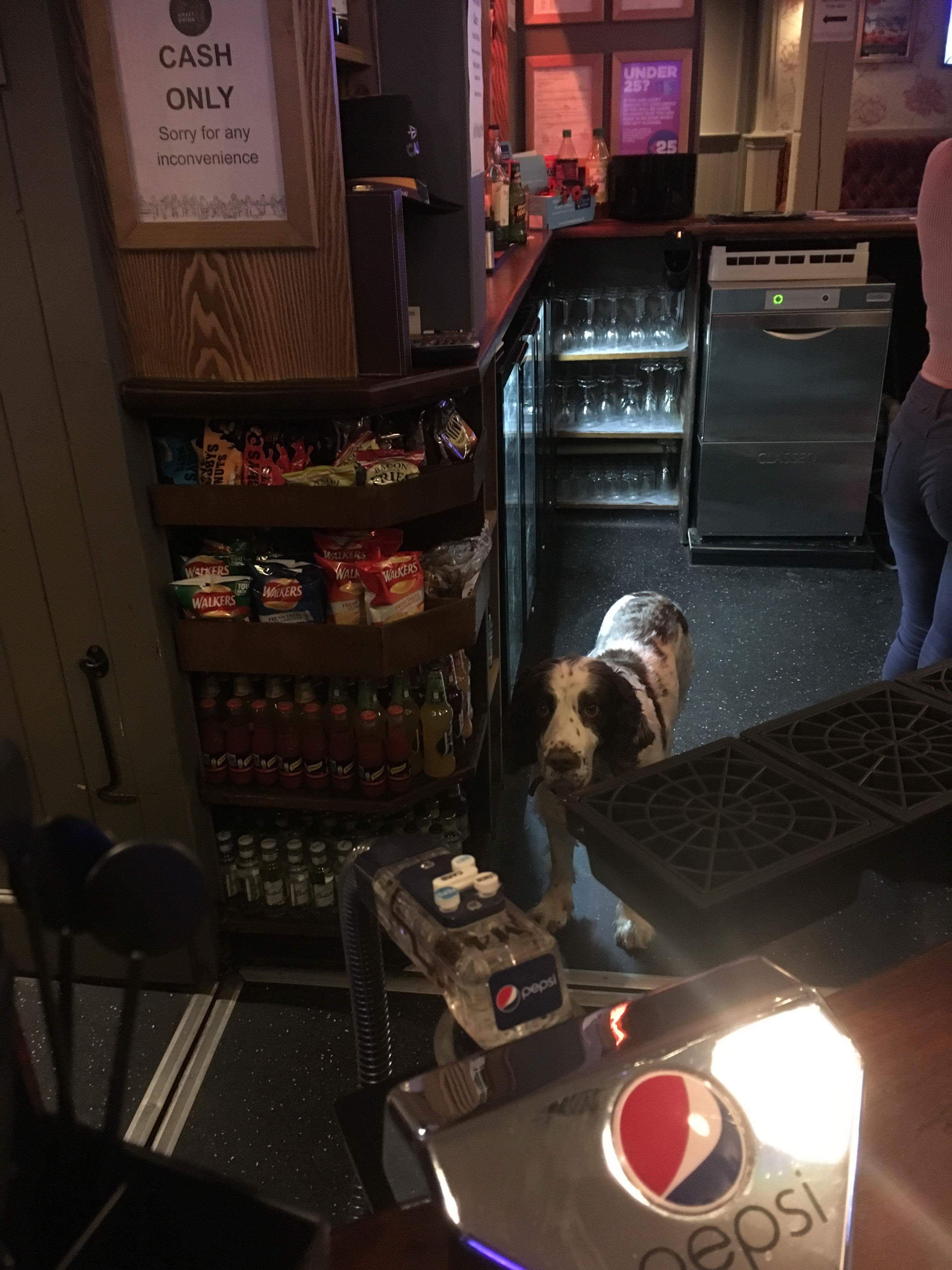Image may contain: Furniture, Chair, Pointer, Pet, Mammal, Dog, Canine, Animal, Shelf, Keyboard, Electronics