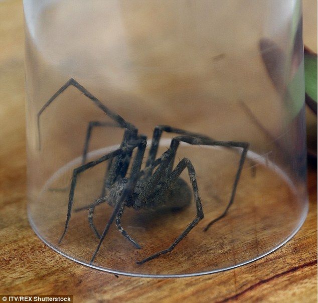 Image may contain: Spider, Invertebrate, Insect, Black Widow, Arachnid, Animal