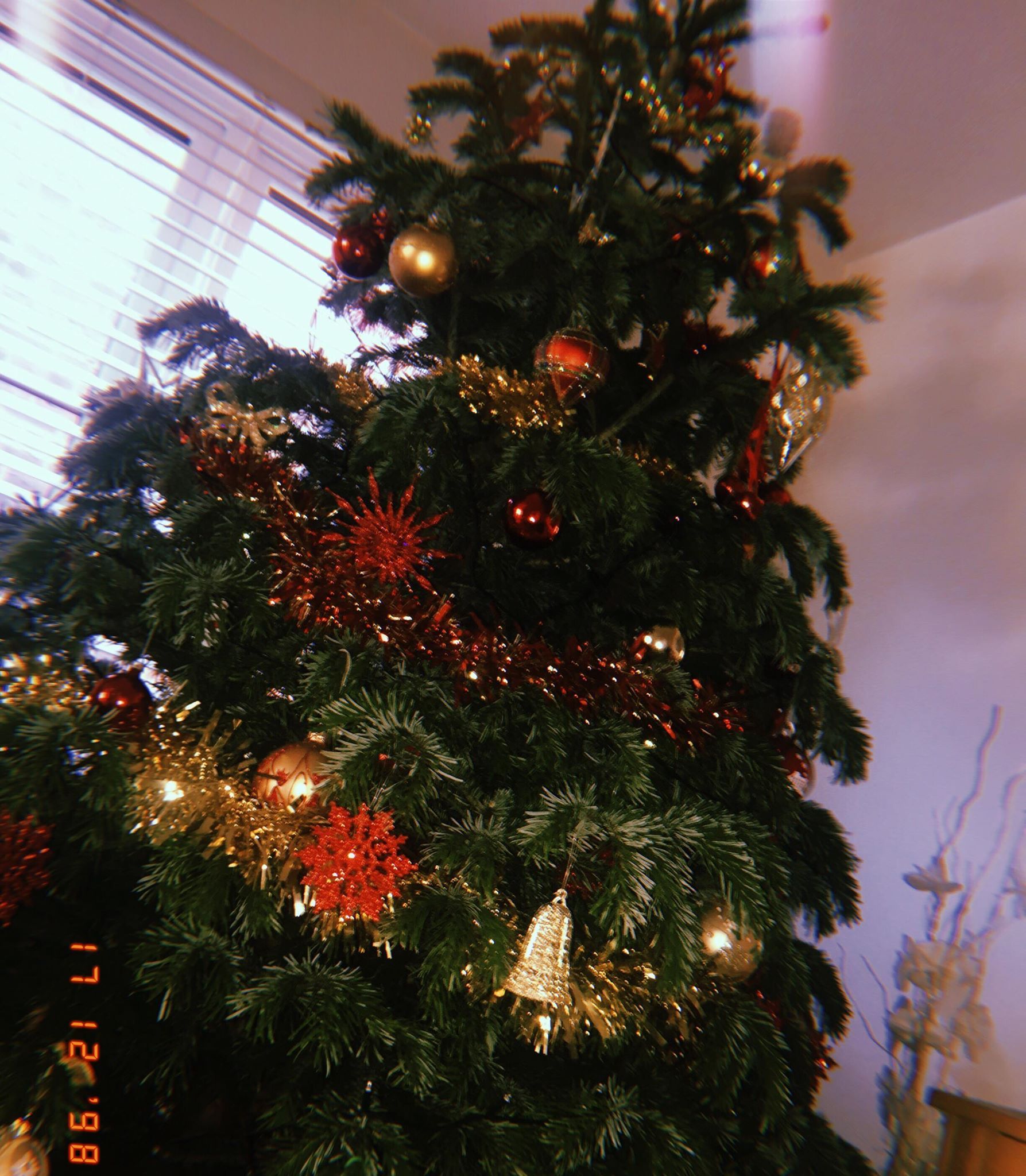 Image may contain: Leaf, Abies, Fir, Christmas Tree, Tree, Ornament, Plant