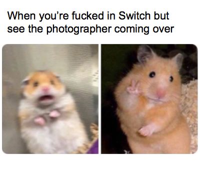 Image may contain: Rat, Dog, Canine, Pet, Hamster, Mammal, Animal, Rodent