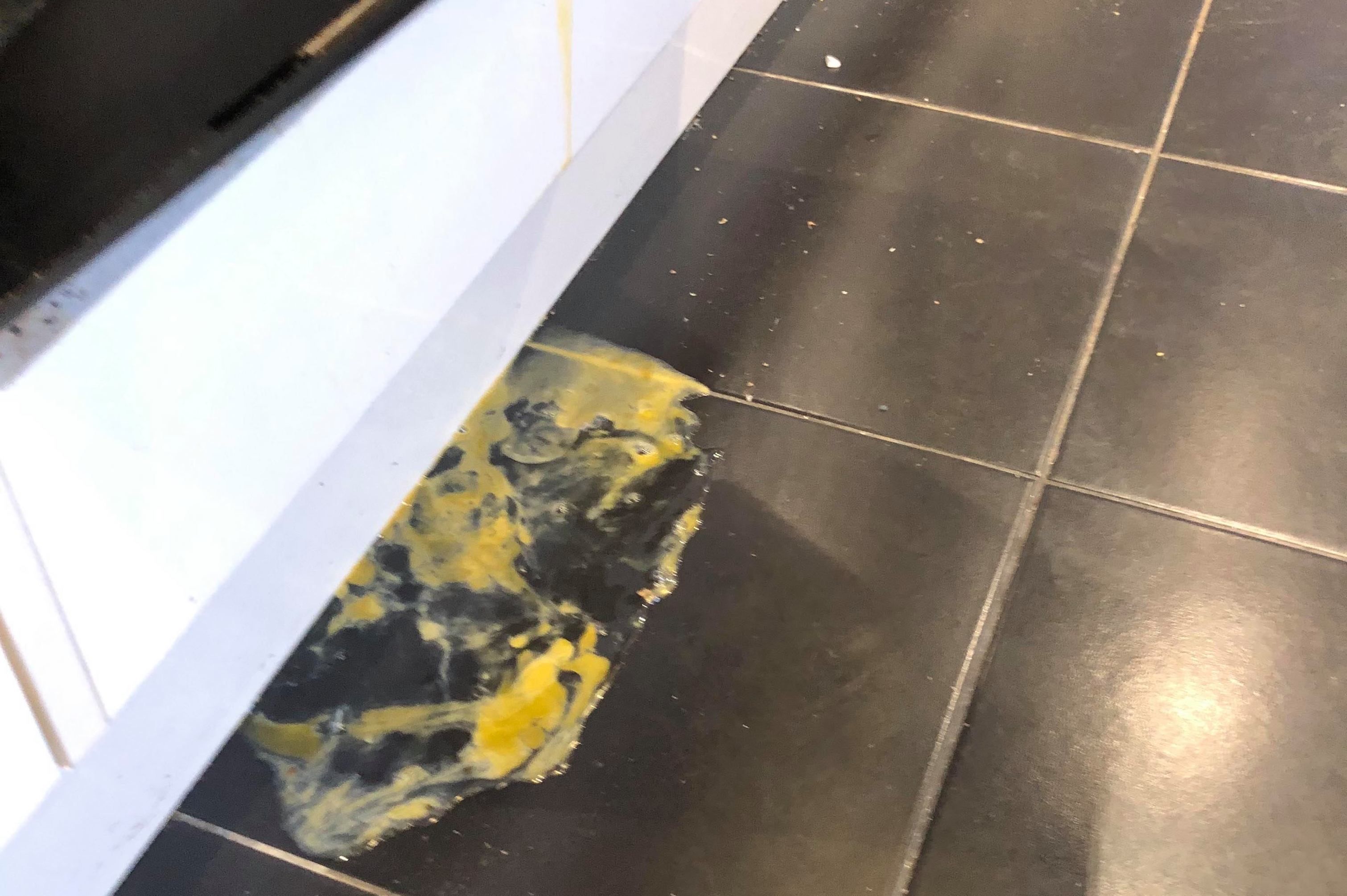 Image may contain: Fish, Animal, Floor, Flooring