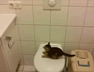 kitten